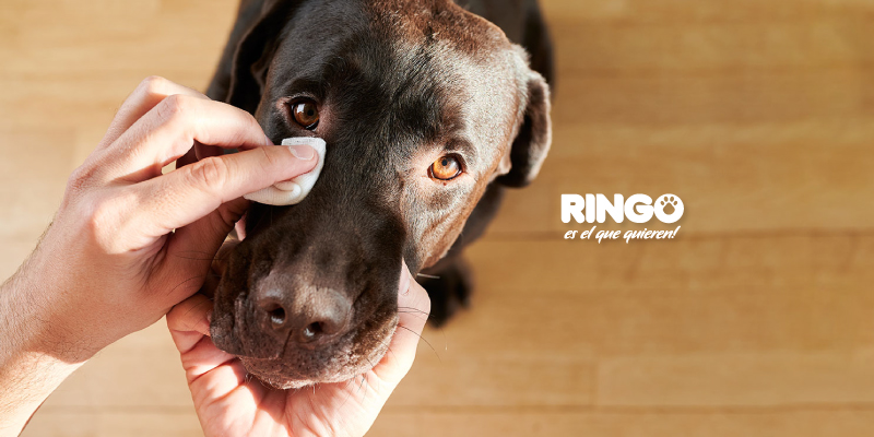 Una higiene adecuada y el buen cuidado de tu ringo dependen de tu responsabilidad y de qué tanto amor le ofrezcas con la atención necesaria que tu compañero necesite. Recuerda que un perro limpio va más allá que un simple baño.
